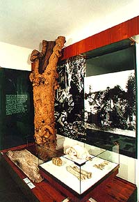 View of the exposition prehistory, which displays archeological excavation from early stone age in Dobrkovice, Regional Museum of National History in Český Krumlov 