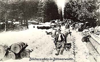 Šumava, zimní svážení polenového dříví na ručních saních, historické foto, foto: Seidel 