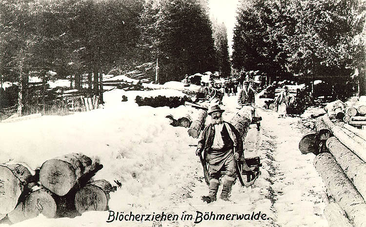 Šumava, pulling logs on hand sleighs in winter, historical photo, foto: Seidel