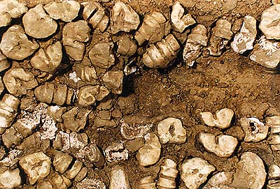 Finding of floor tiled by animal bones in Široká no. 74, collection of Regional Museum of National History in Český Krumlov 