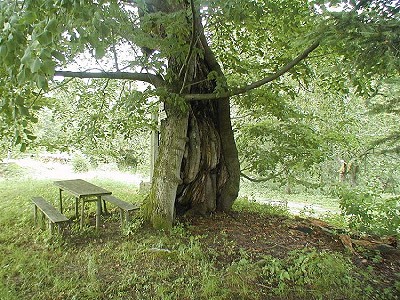 A thousand-year old lime in Běleň, the detail, foto: Lubor Mrázek 